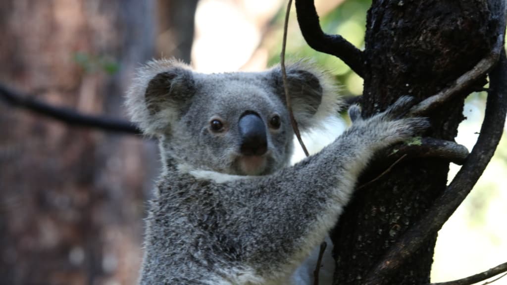 Koala sitting in a tree.